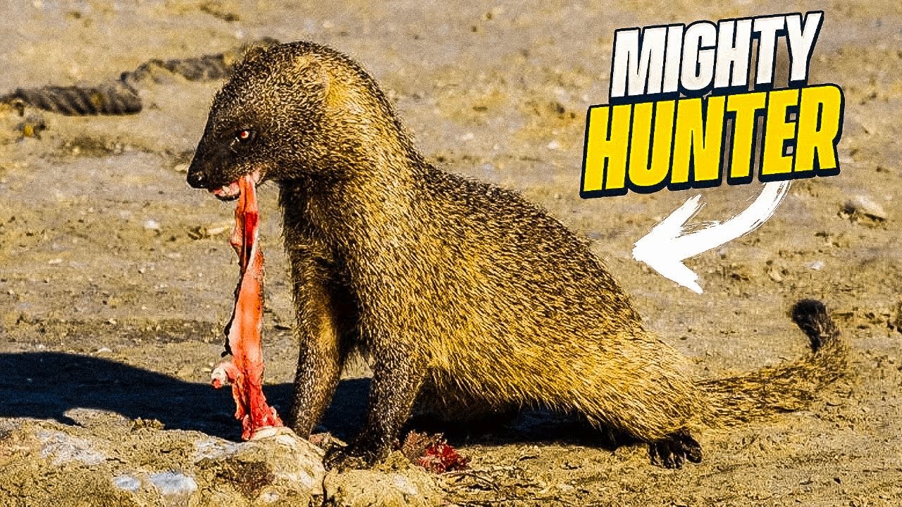 MONGOOSE: A Master Hunter Killing King Cobras For Breakfast