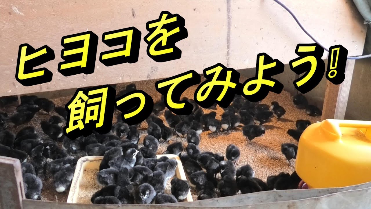 ひよこを飼ってみよう　ヒヨコの飼い方　　鶏の飼い方