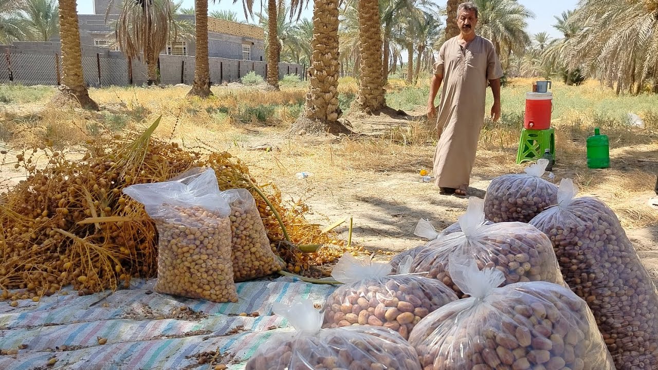 أجواء رائعه حصاد تمر الزهدي في محافظة بابل