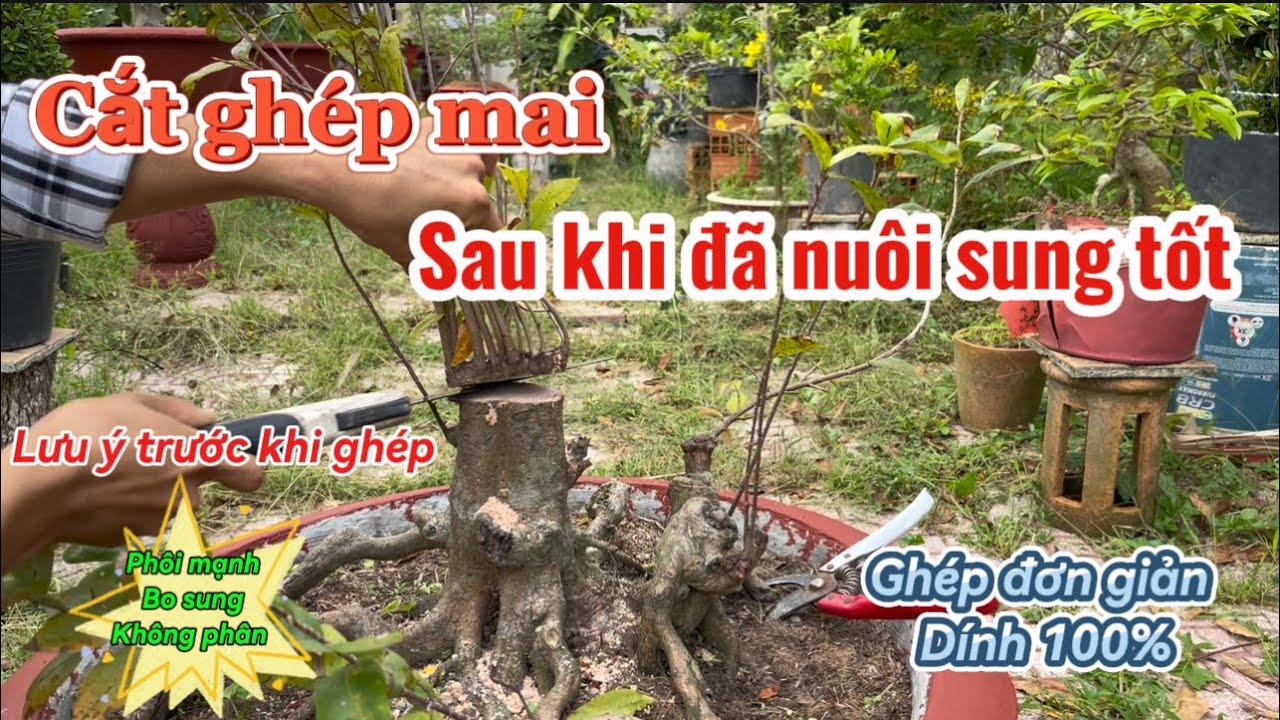 Tập180: Cách Ghép Mai Vàng Đơn Giản Cho Anh Em Mới Chơi. Phong Cách Bonsai