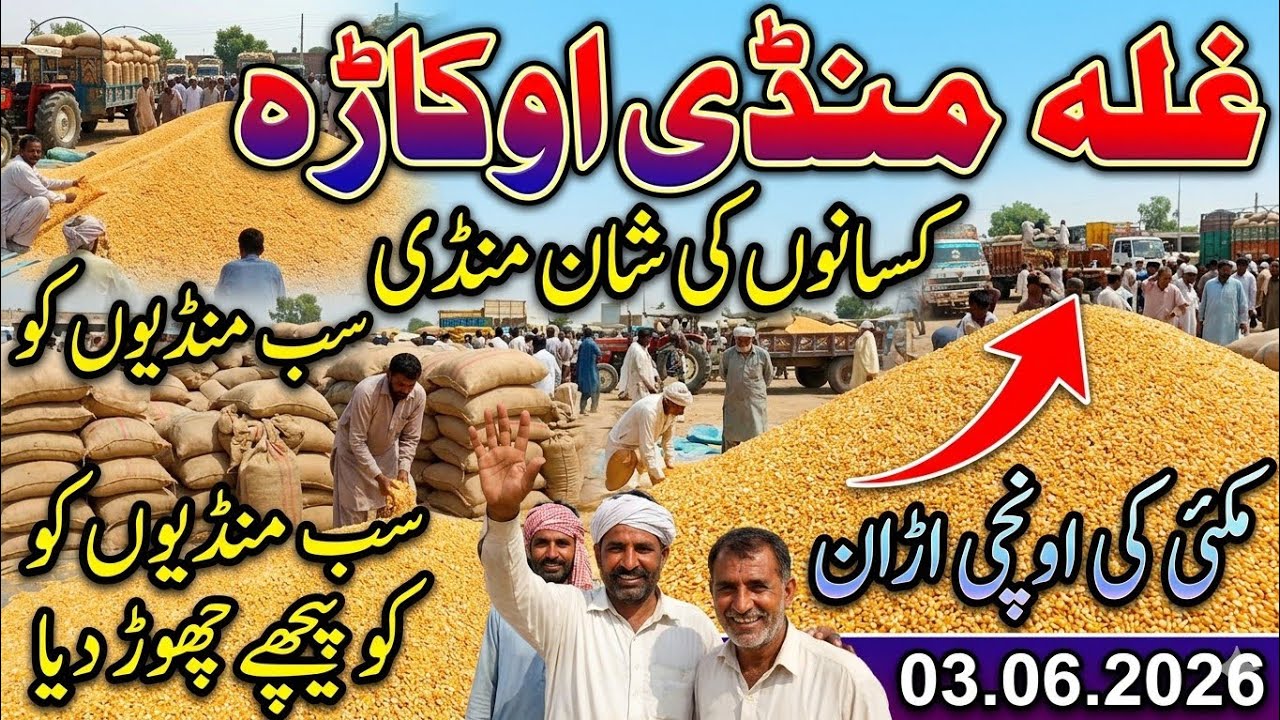 Okara Grain Market: The soaring price of maize has left everyone behind!