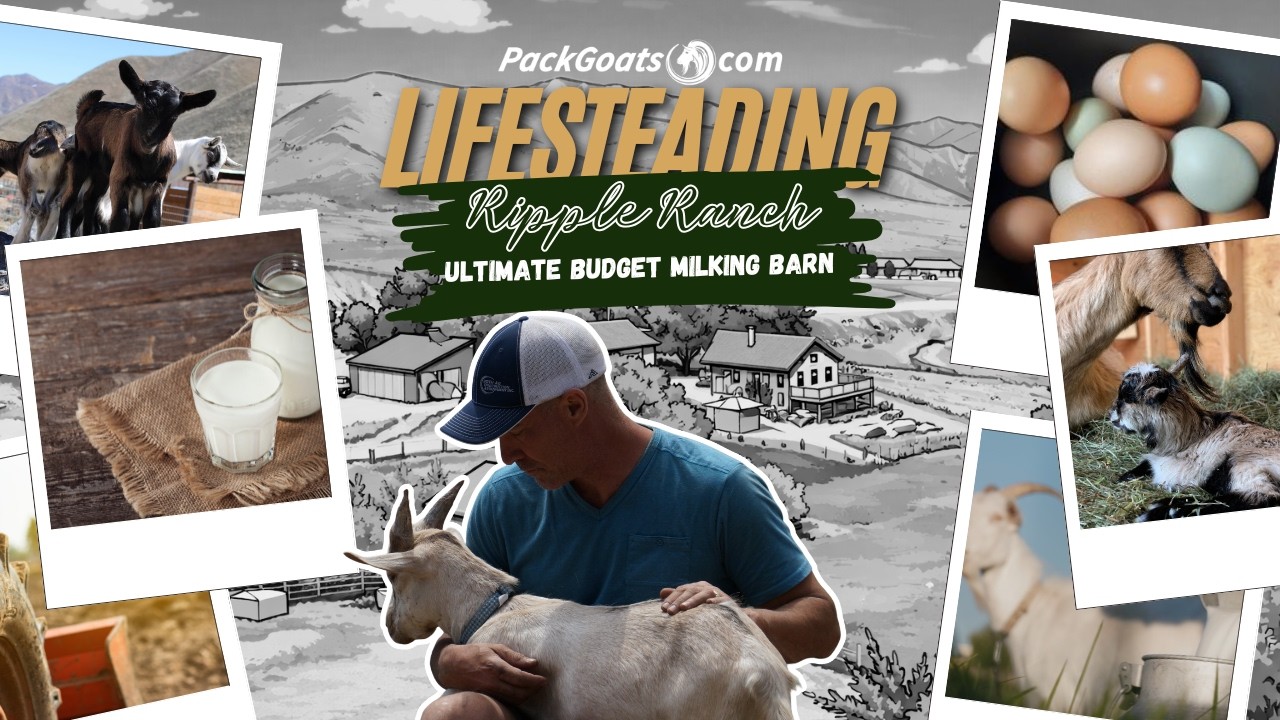 Ultimate Goat Milking Barn on a Budget