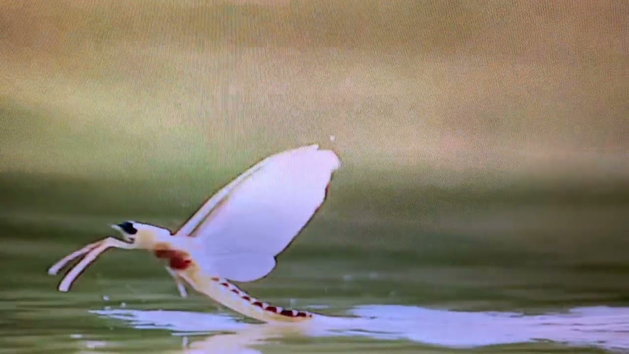Dragon  Fly     गाईने   किरा