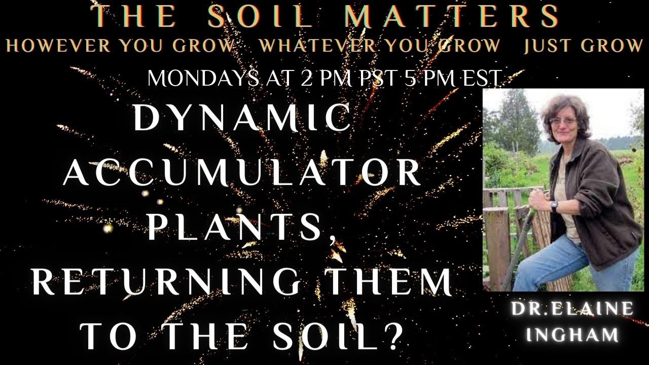 Dynamic Accumulator Plants, Returning Them To The Soil?