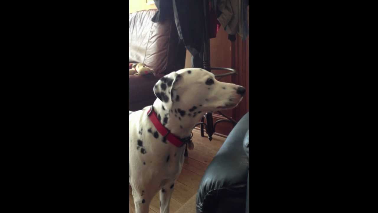 Talking Dalmatian