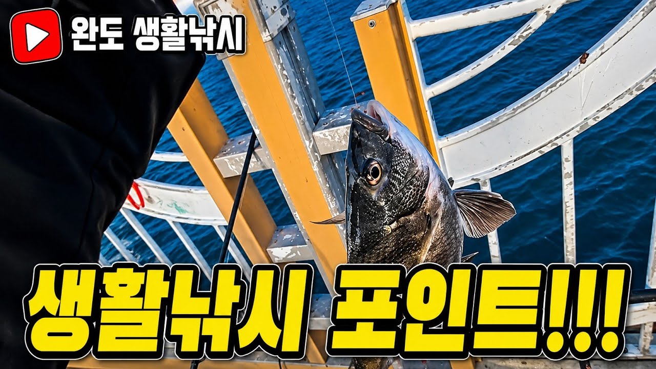 지금 완도 생활낚시 감성돔이 쏟아지는 포인트!!! 바로 완도 씨월드방파제!!!