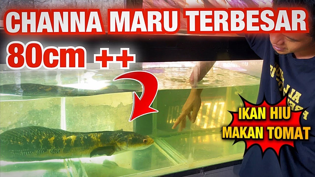 IKAN CHANNA MARU TERBESAR DI AQUARIUM - REVIEW IKAN PREDATOR