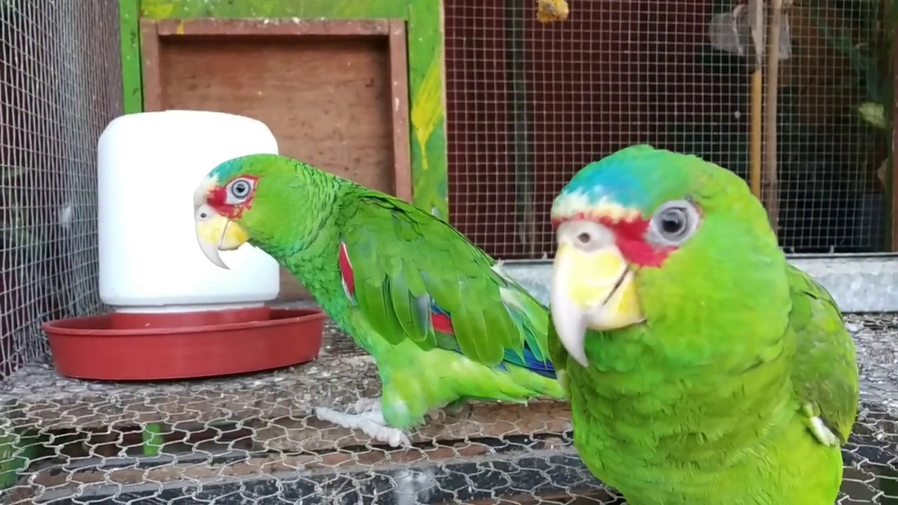 AMAZONAS/ Un proyecto con mucha ilusión/ JRASGADOL AVES