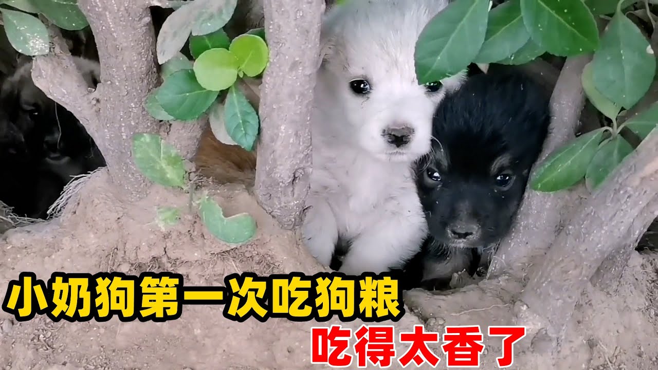 3只小奶狗第一次吃狗粮，吃得太香了