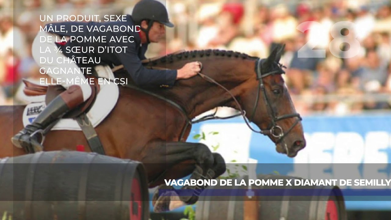 28 VAGABOND DE LA POMME x DIAMANT DE SEMILLY