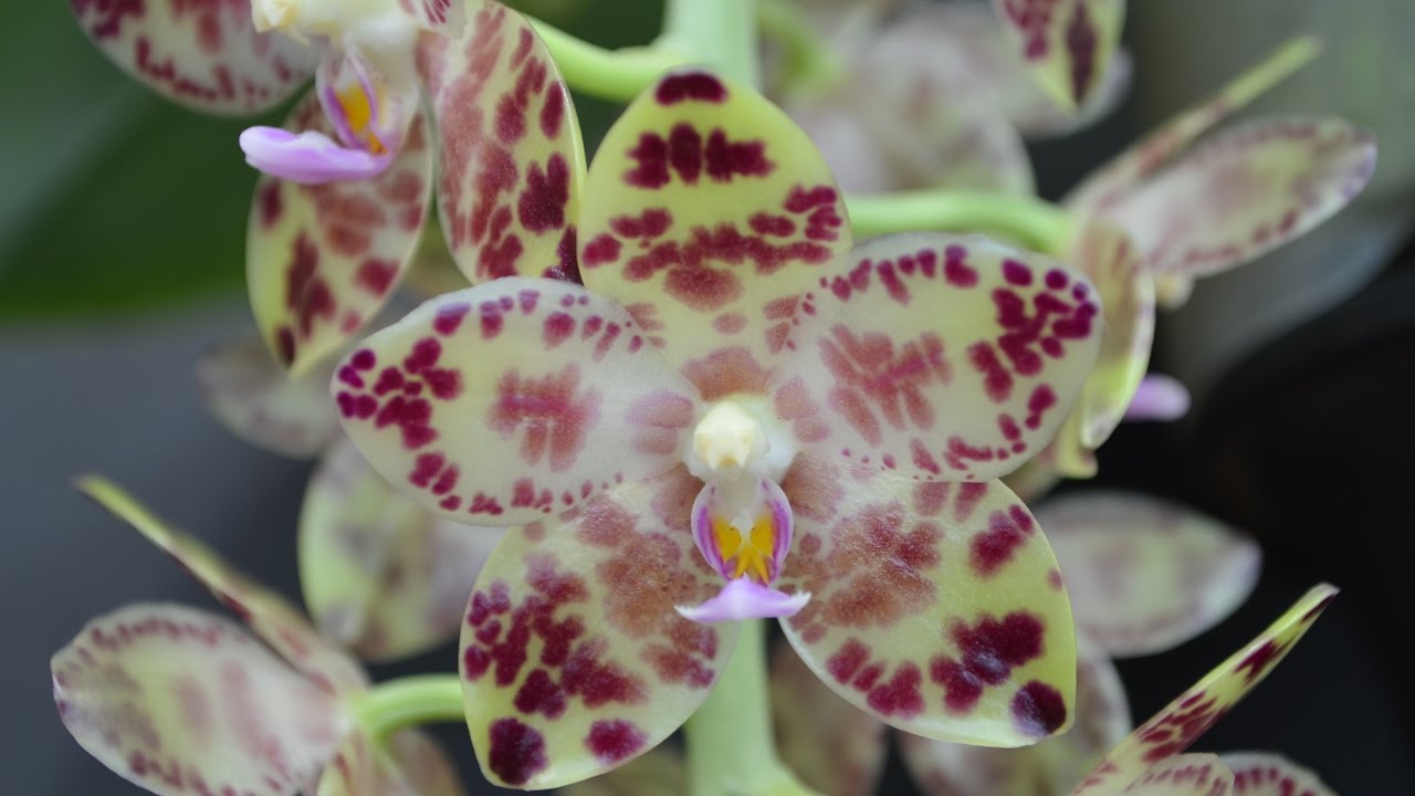 Phalaenopsis gigantea и другие!