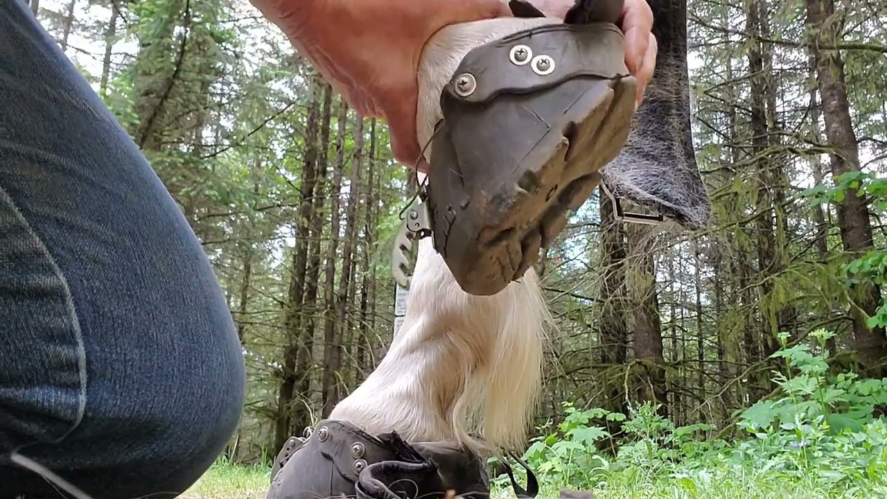 Epic Easyboot removal demonstration.
