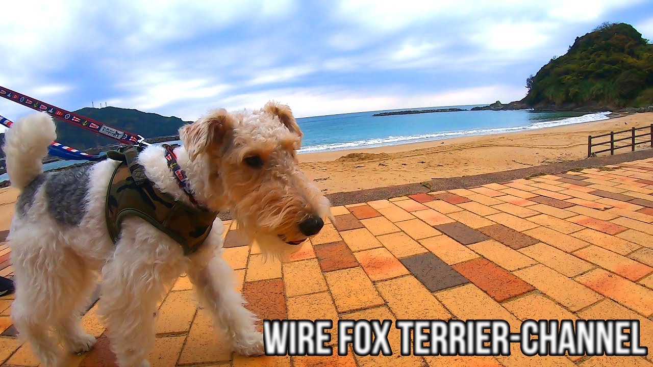 Wire Fox Terrier and the Sea