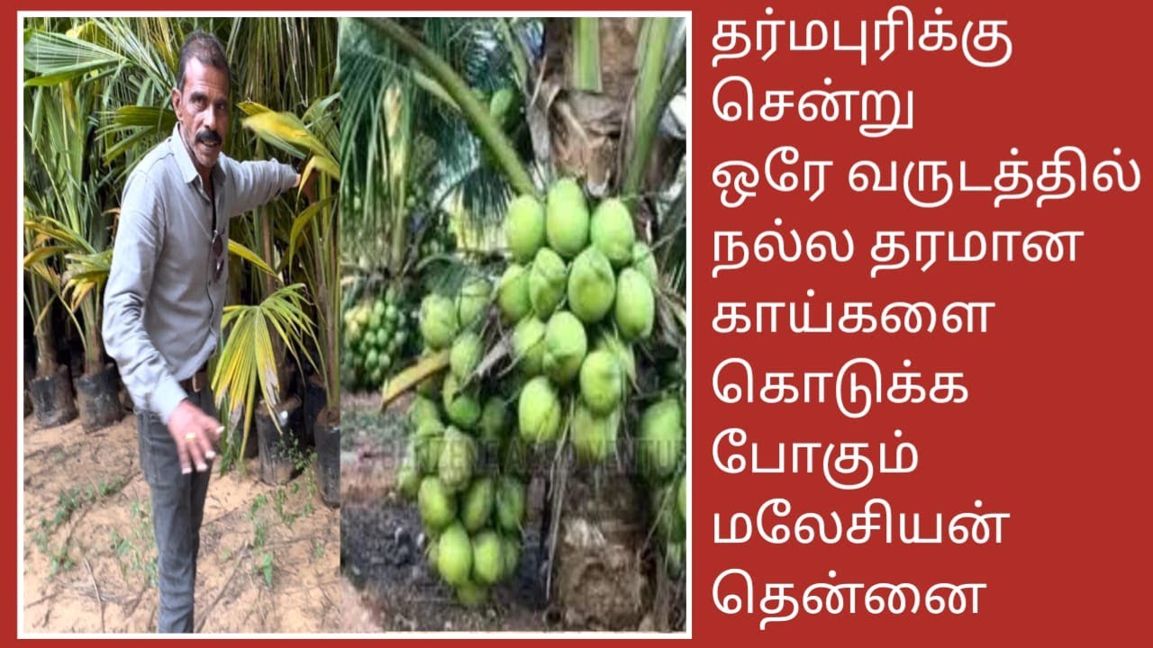 தர்மபுரிக்கு சென்று ஒரேவருடத்தில் நல்ல தரமான காய்களை கொடுக்கபோகும் மலேசியன்தென்னை Call 9488554532