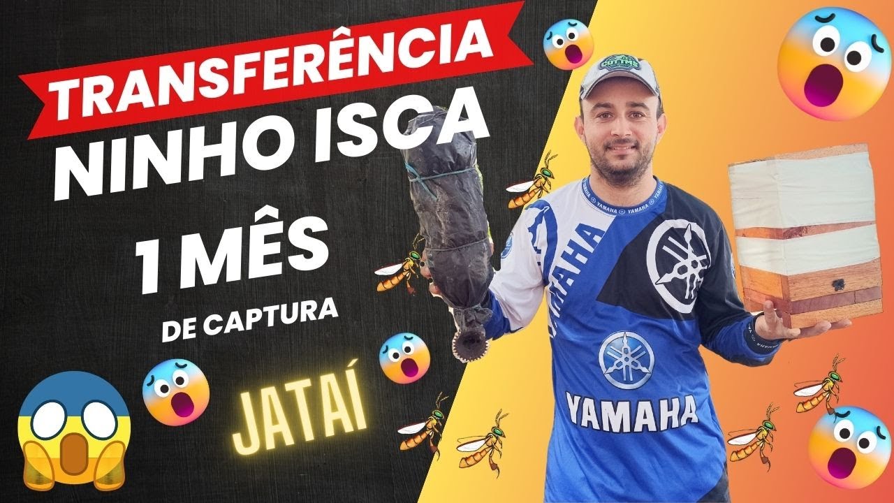 TRANSFERÊNCIA ABELHA JATAÍ / CAPTURA DE 1 MÊS NO NINHO ISCA. (ASF)