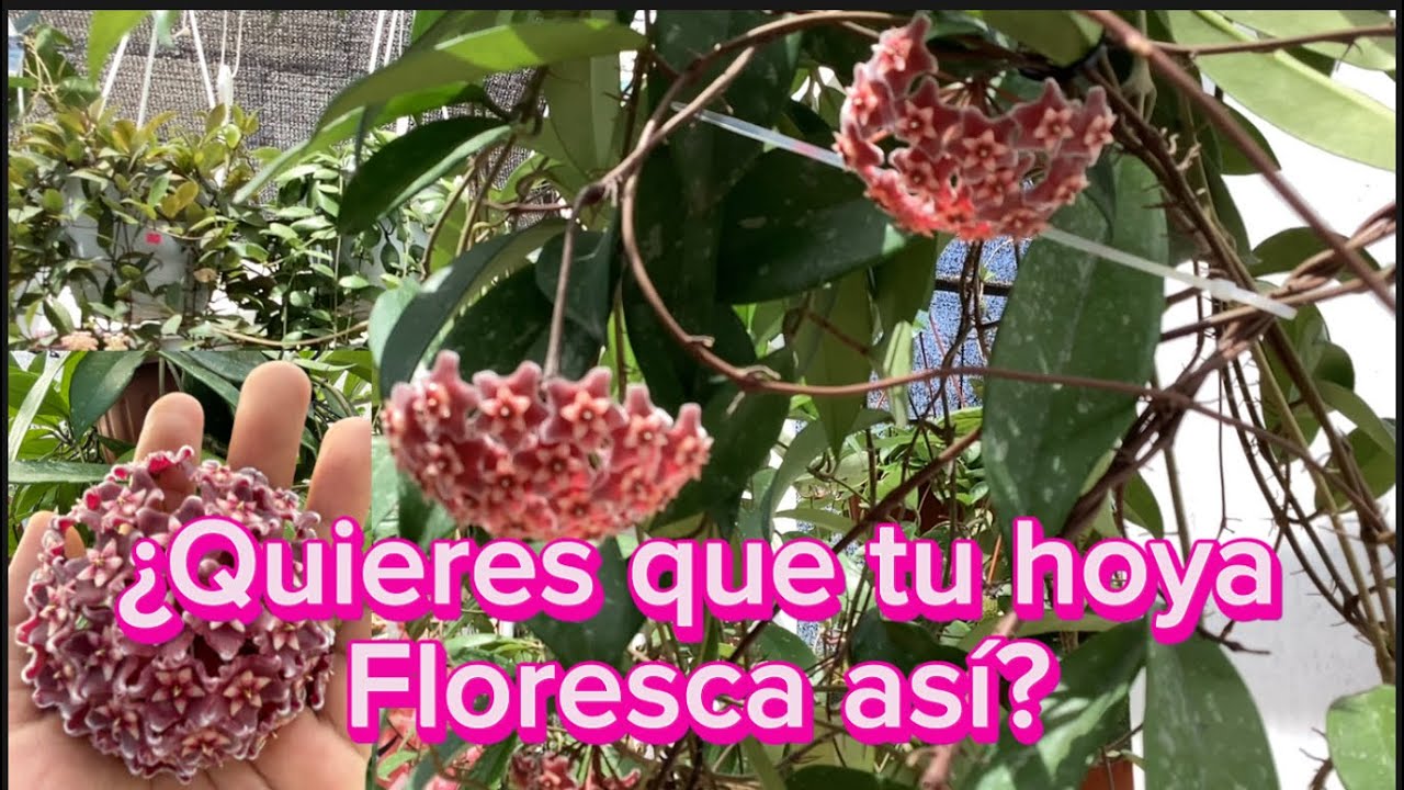 Secretos para tener una hoya llena de floraciones.☺️Te cuento cómo hacerlo!😊
