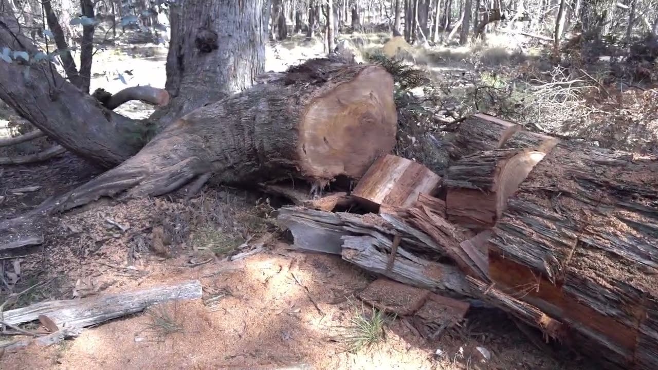 Stihl MS310 25