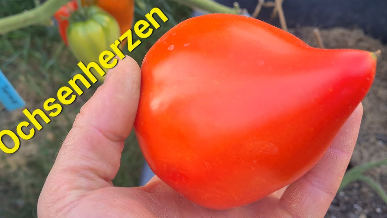 Ochsenherz-Tomaten 20.08.25