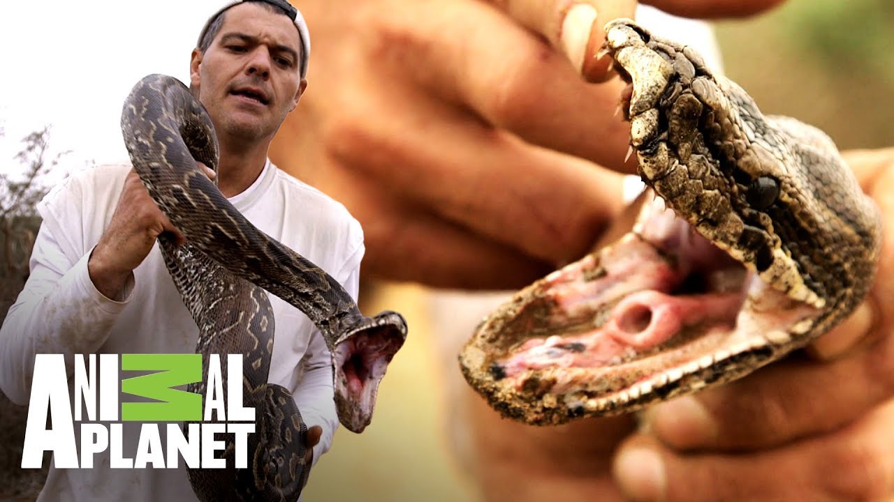 Pitón más grande de África calcula ataque a Frank | Wild Frank en África | Animal Planet
