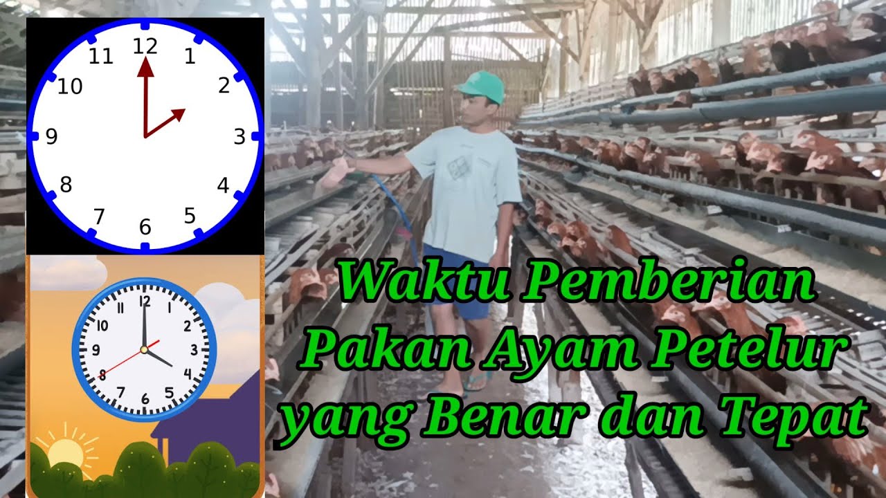 WAKTU PEMBERIAN PAKAN AYAM PETELUR