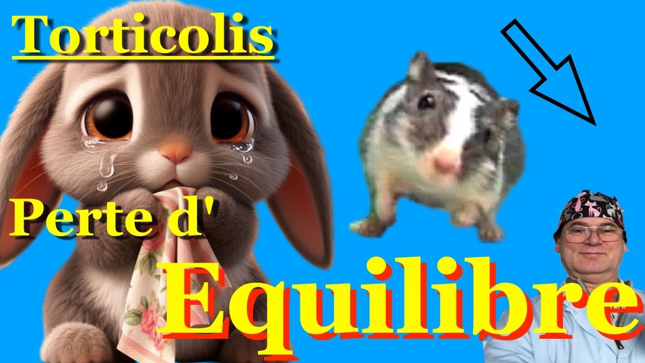 Stupeur ! mon lapin Cochon d'inde rat perd l'équilibre... Il tombe !