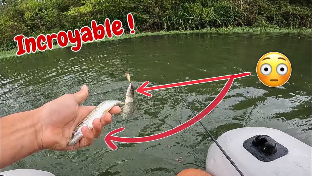Mon BROCHET se fait ATTAQUER par un PLUS GROS…et je pêche les deux !