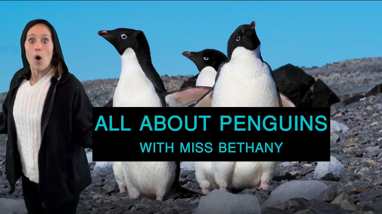 Penguin Extravaganza: All About Penguins, Fun Facts, and Exciting Read Aloud!
