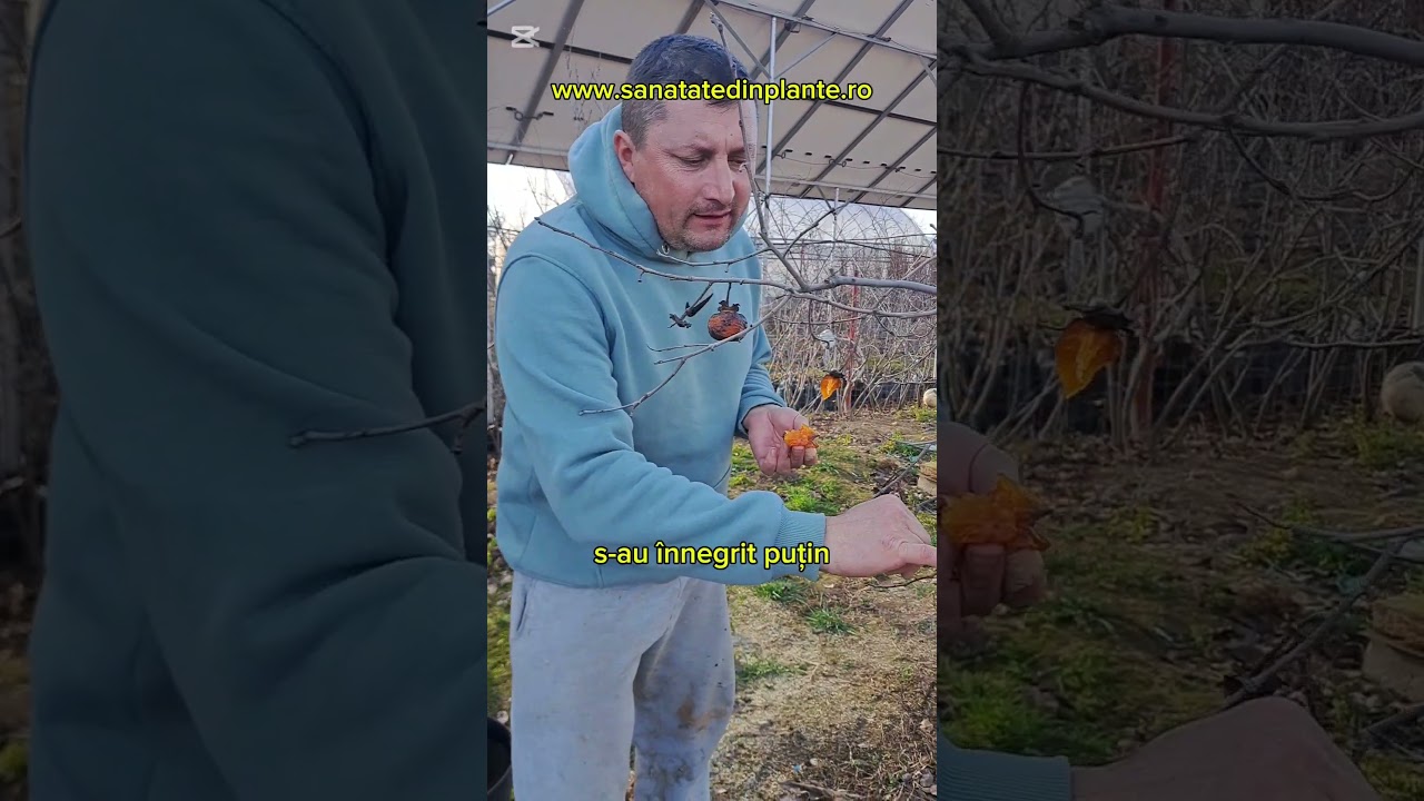 Fructe de Kaki Rosseyanka &icirc;n plina iarna &icirc;n pepiniera Sănătate din plante #garden #agriculture #bio
