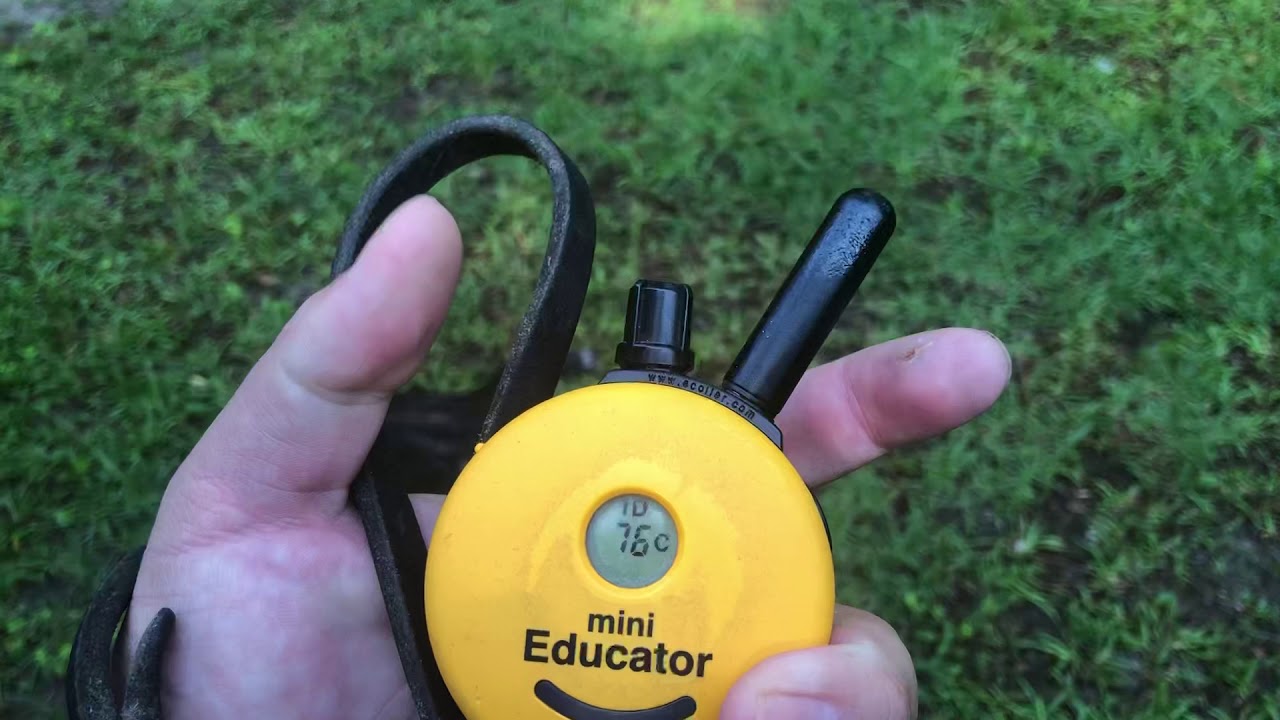 Impromptu: Snake Avoidance Training- How to Get Your Dog to Avoid Snakes