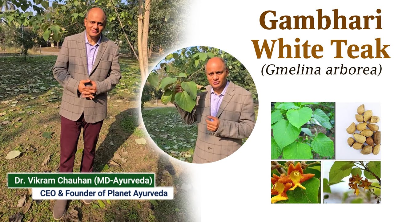Gambhari (Gmelina arborea) Ayurvedic Properties & Health Benefits by Dr.Vikram Chauhan (MD-Ayurveda)