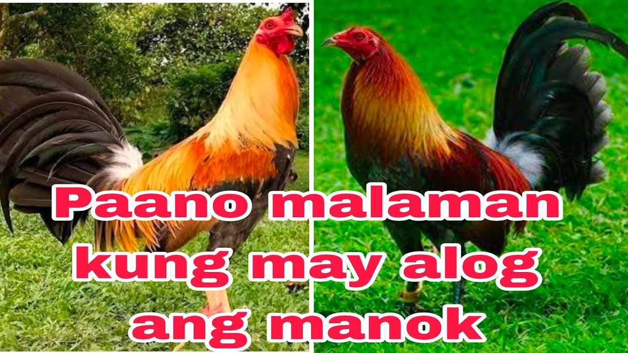 vlog#(26) Paano malaman kung may alog ang ating manok