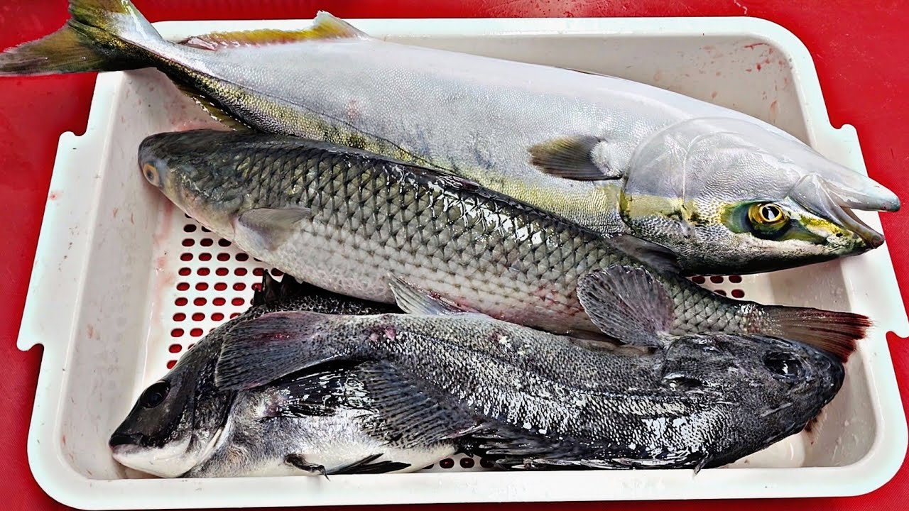 Есть вкусная рыба.  Сашими, разделка рыбы, чистка рыбы, живая рыба
