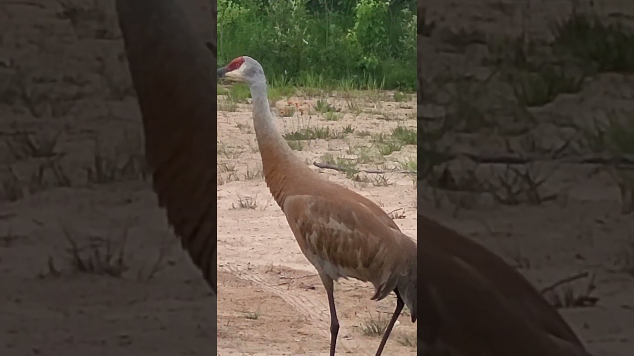 MAJESTIC SANDHILL CRANE! #forest #crane #wildlife #nature #youtubeshorts #shorts #birds