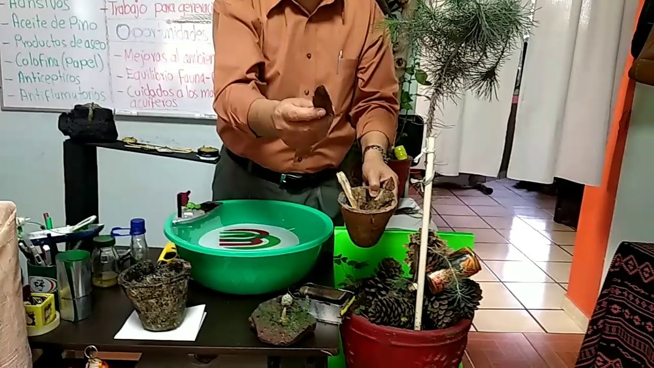 Resina de Pino. Energía Alternativa