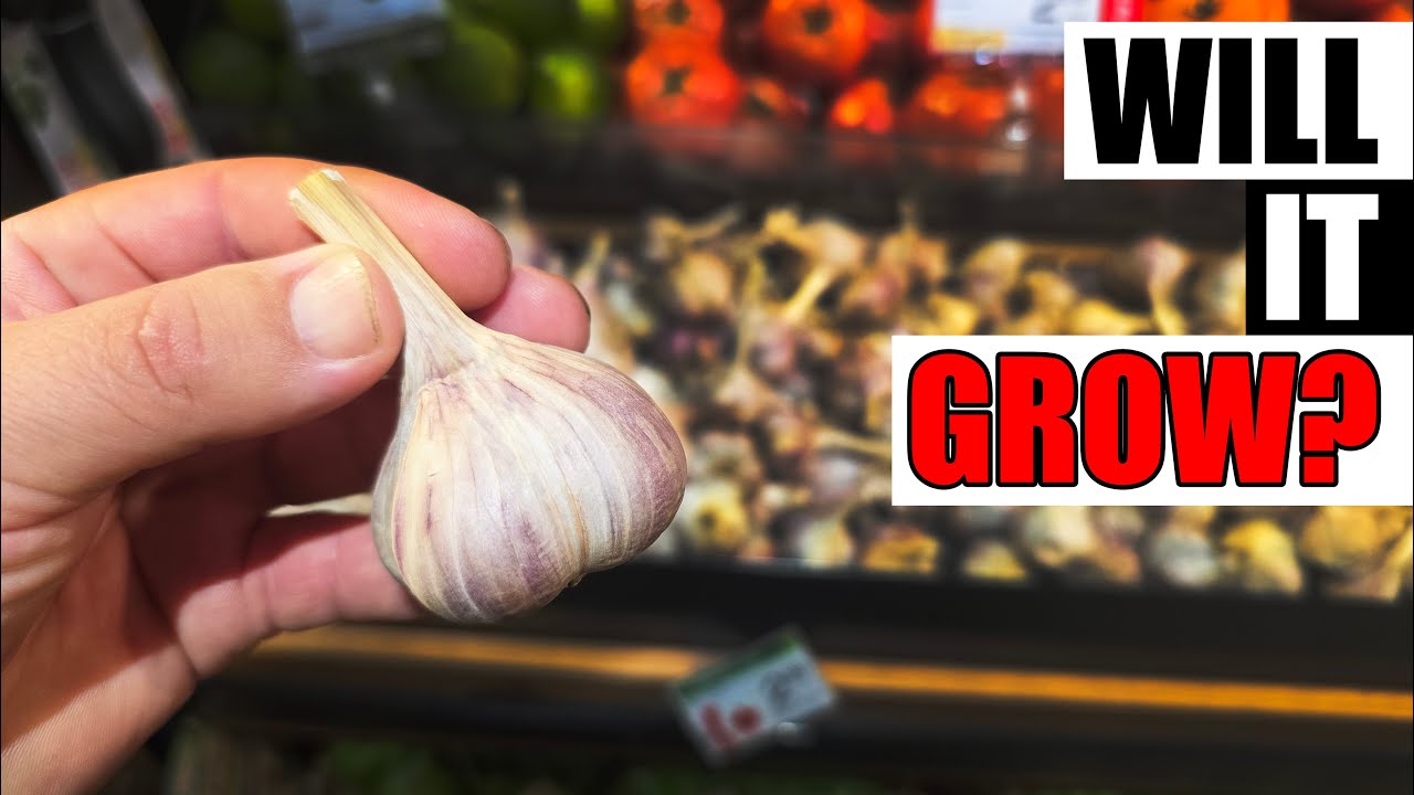 The Facts On Growing Store Bought Garlic - Garden Quickie Episode 268