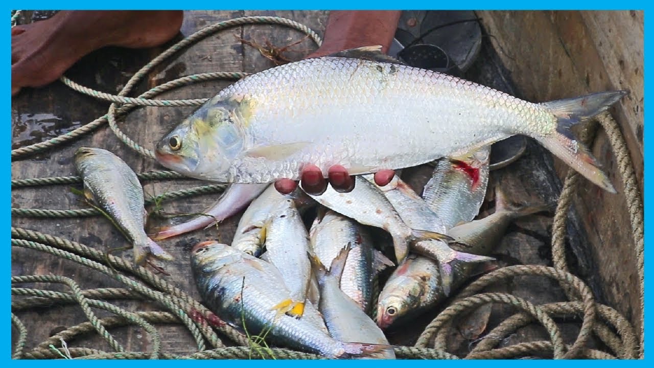 Amazing Fast Hilsa Fishing Skill (PART 45) - Catching Hilsa Fish Big on the Sea