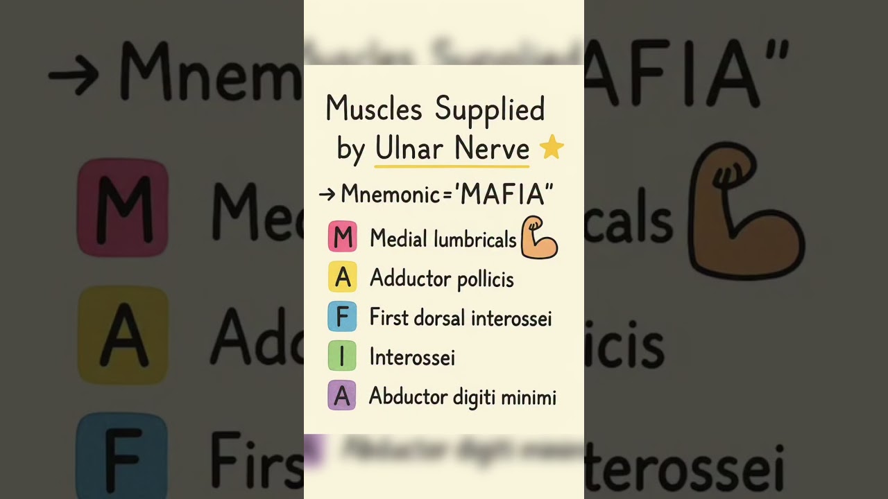 💪 Muscles Supplied by Ulnar Nerve | Easy Mnemonic "MAFIA" | Anatomy Made Simple!
