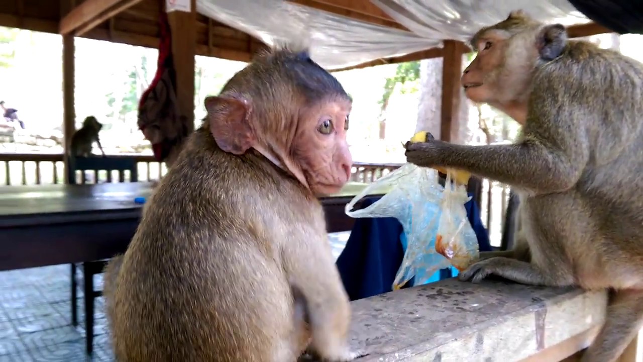 Pity baby monkey sick, baby monkey crying loudly to mom. monkey lover