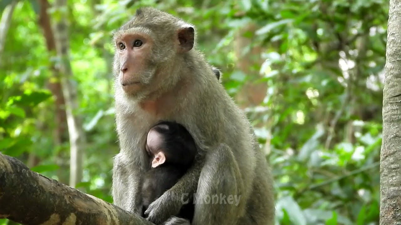 Poor baby monkey Mira get milk from skinny mum Marri a lot today
