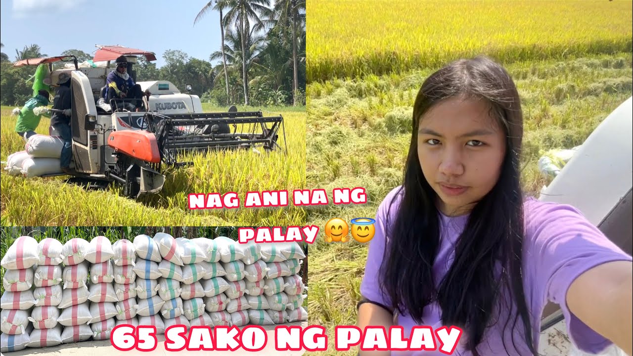 NAGPAHARVEST NA KAMI NG PALAY | 65 SAKO NG PALAY ANG ANI🤗😇😇