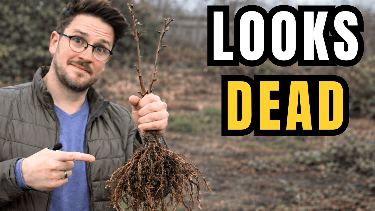 You're Wrong If You Think This Shrub is Dead!