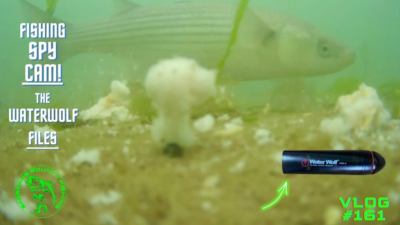 Sea Fishing Uk | The Water-Wolf underwater Files | Bass-Mullet-Gilthead Bream-Eel | SPYCAM |Vlog#161