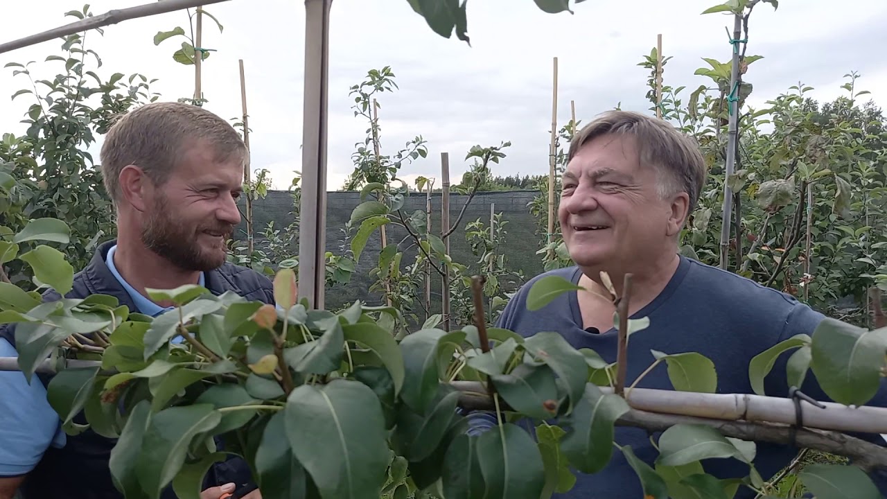 Груша на шпалере? Очень практично!