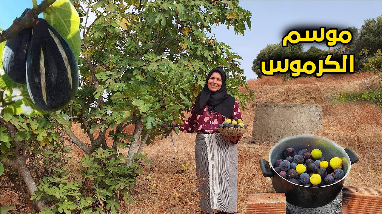 جني فاكهة كرموس الغدان وزراعته وتحضير المربى في الكانون