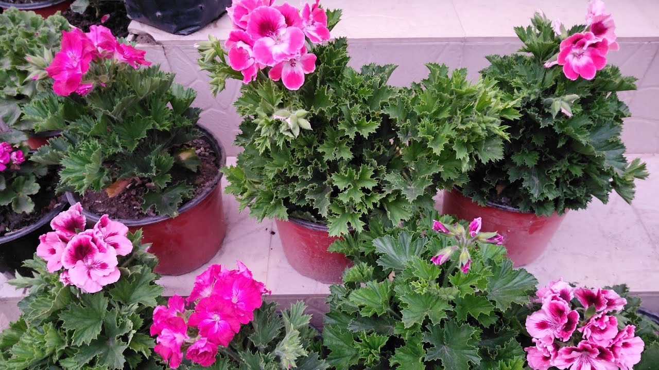 Ready to go pakyong flower show tomorrow🥰