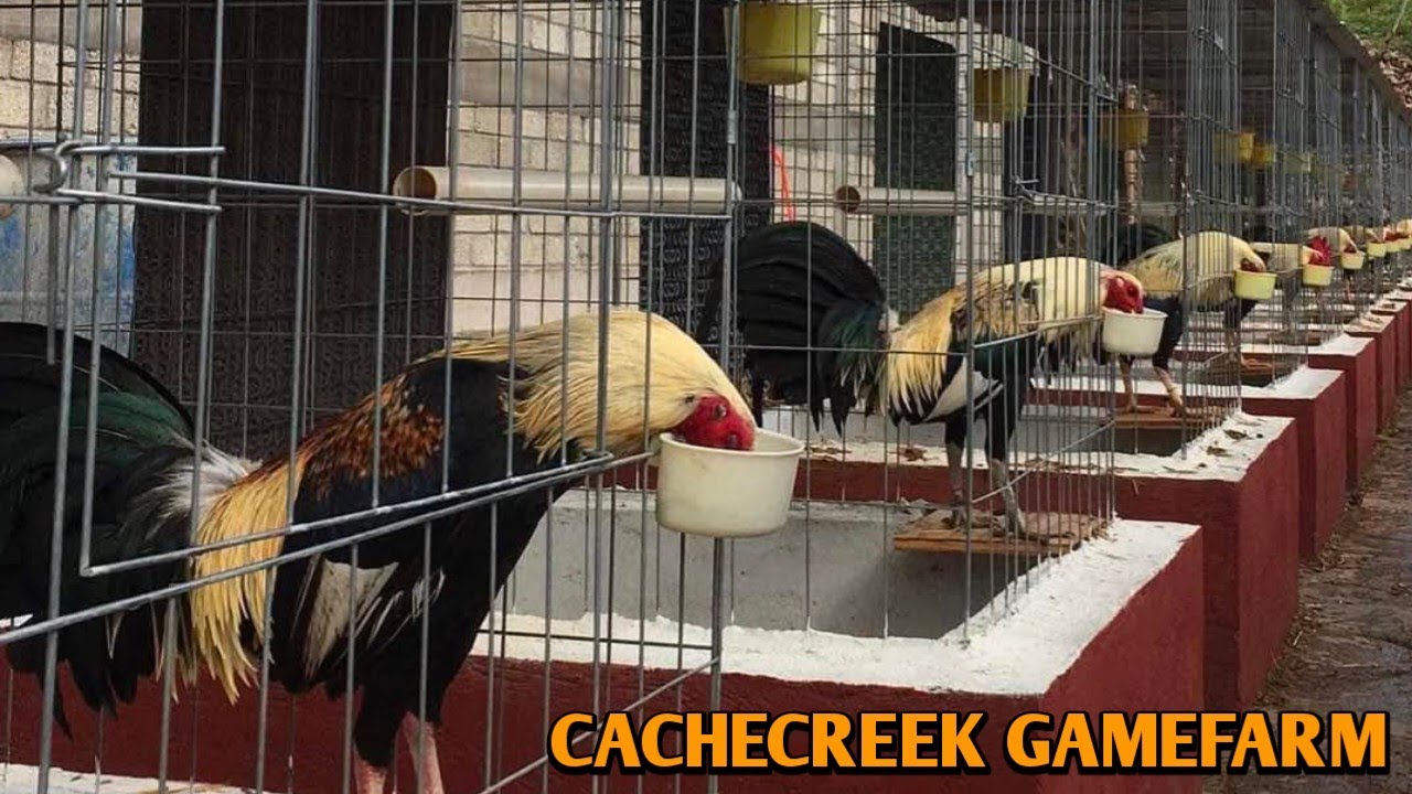 Beautiful Birds - CACHECREEK FARMS