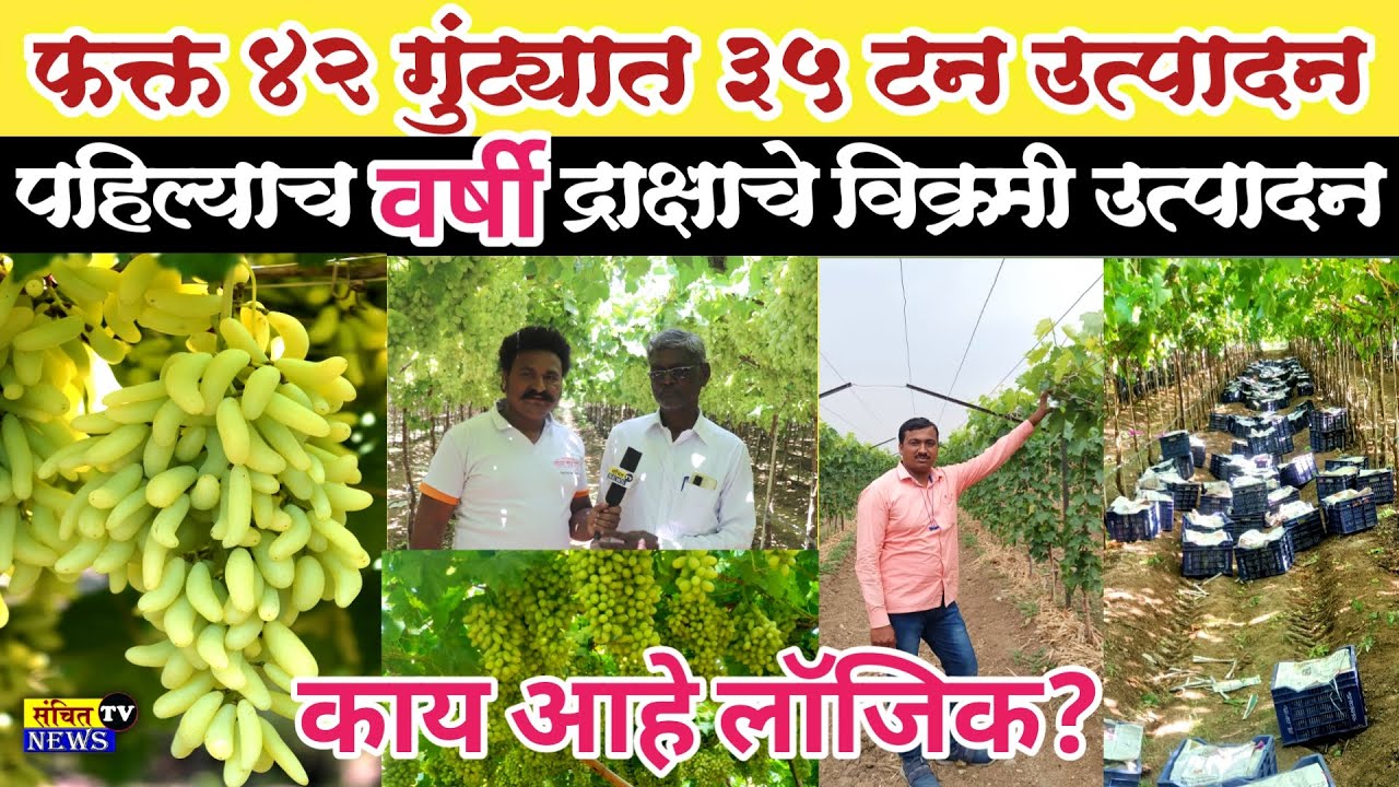 फक्त 42 गुंठ्यात 35 टन द्राक्षाचे उत्पादन🍇पहिल्याच वर्षी द्राक्षाचे विक्रमी उत्पादन पाहून थक्क व्हाल