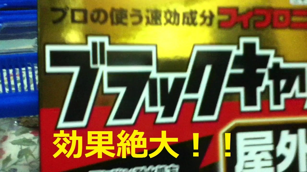 【実験】ブラックキャップの実力