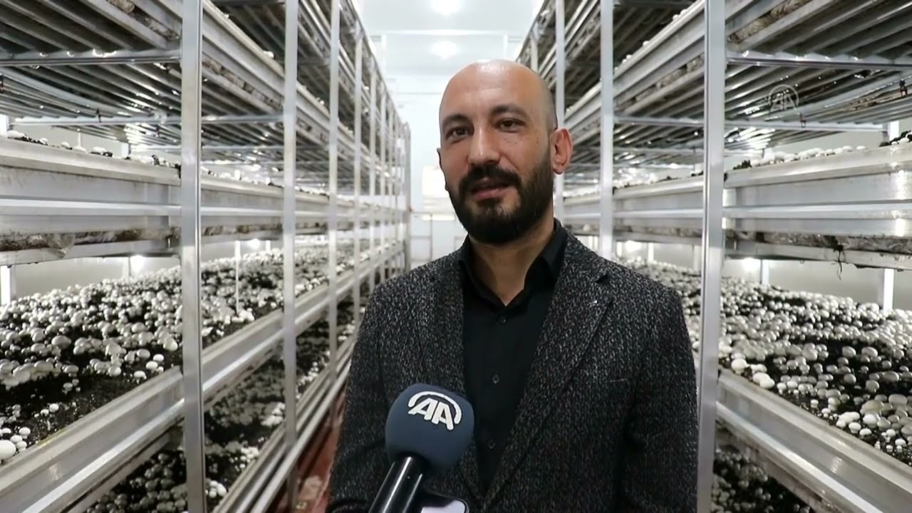 Destek devletten mantarlar Van’dan