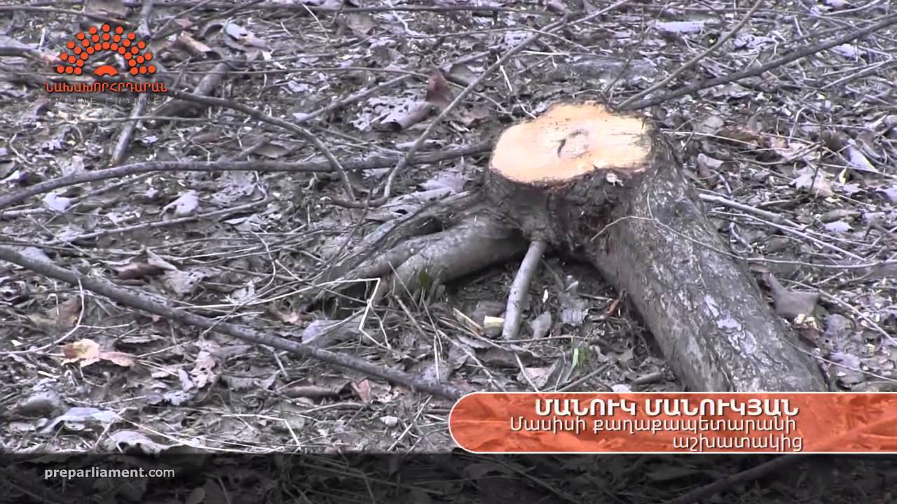 Ծառերի սպանդ Մասիսում